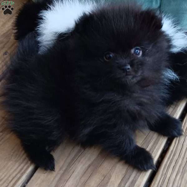 Thin Mints, Pomeranian Puppy